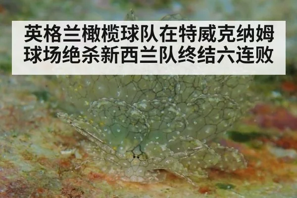英格兰橄榄球队在特威克纳姆球场绝杀新西兰队终结六连败